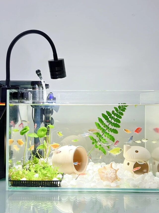 trang trí bể cá 36
