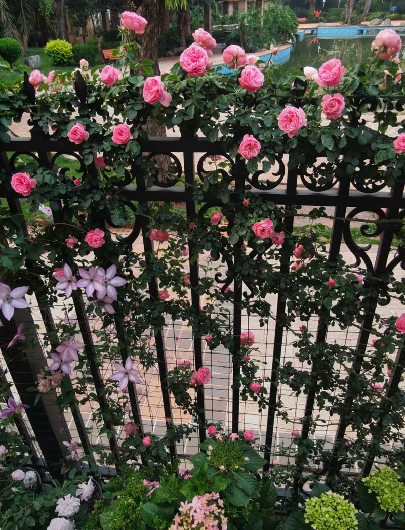 hàng rào trang trí 25