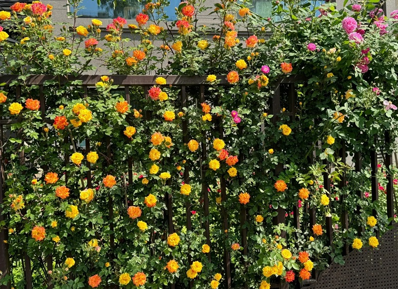 hàng rào trang trí 26