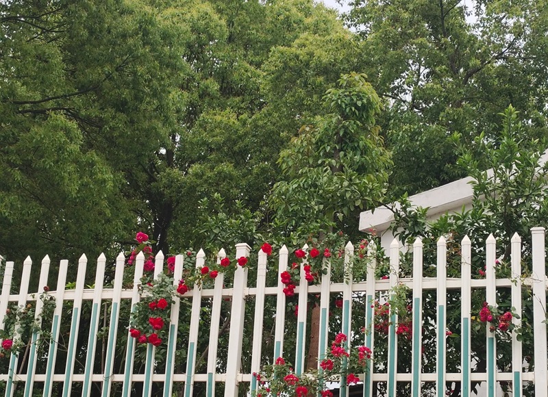 hàng rào trang trí 27