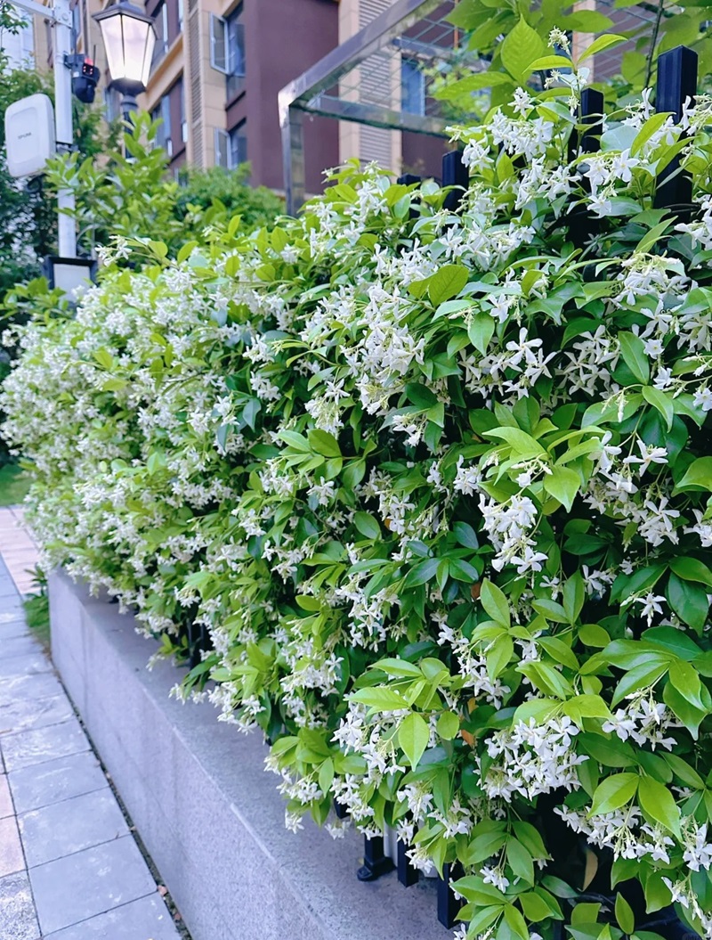 hàng rào trang trí 30