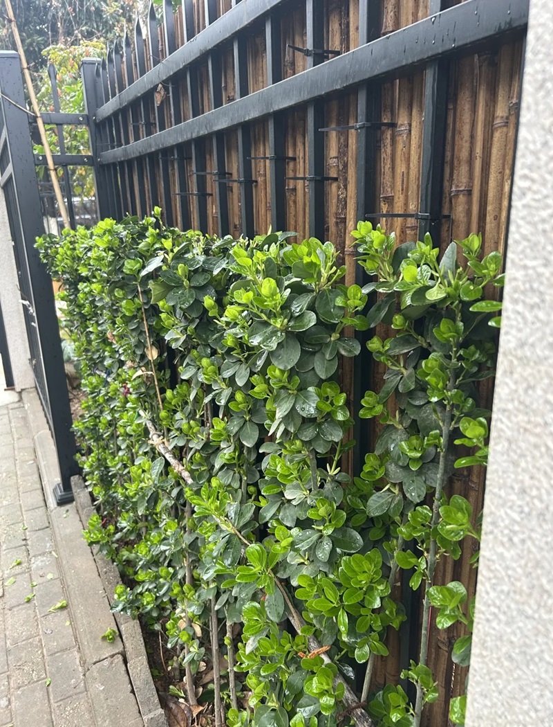 hàng rào trang trí 32