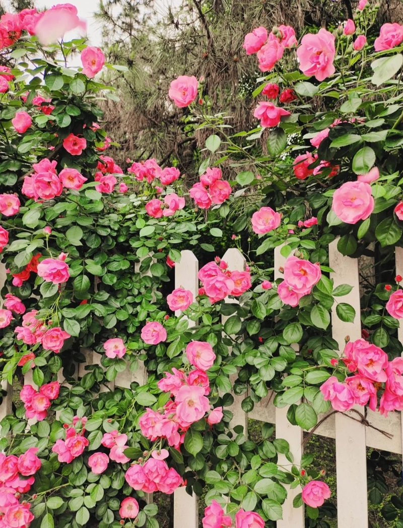 hàng rào trang trí 40