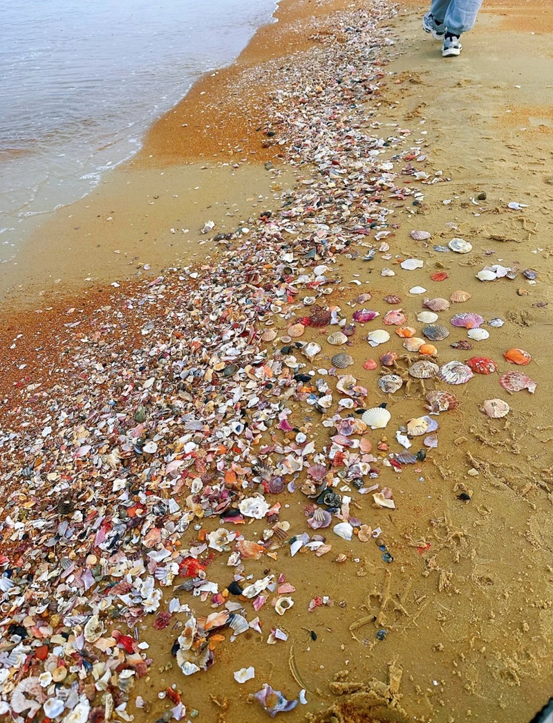 trang trí bãi biển​ 30