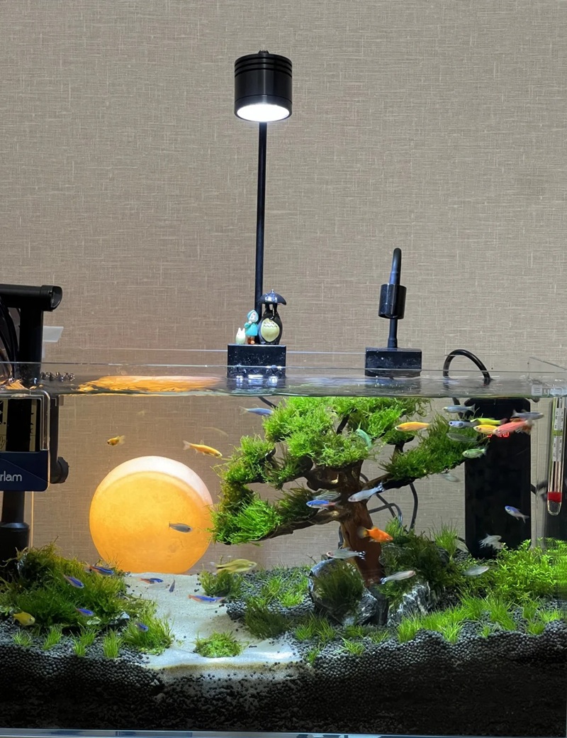 trang trí bể cá 1