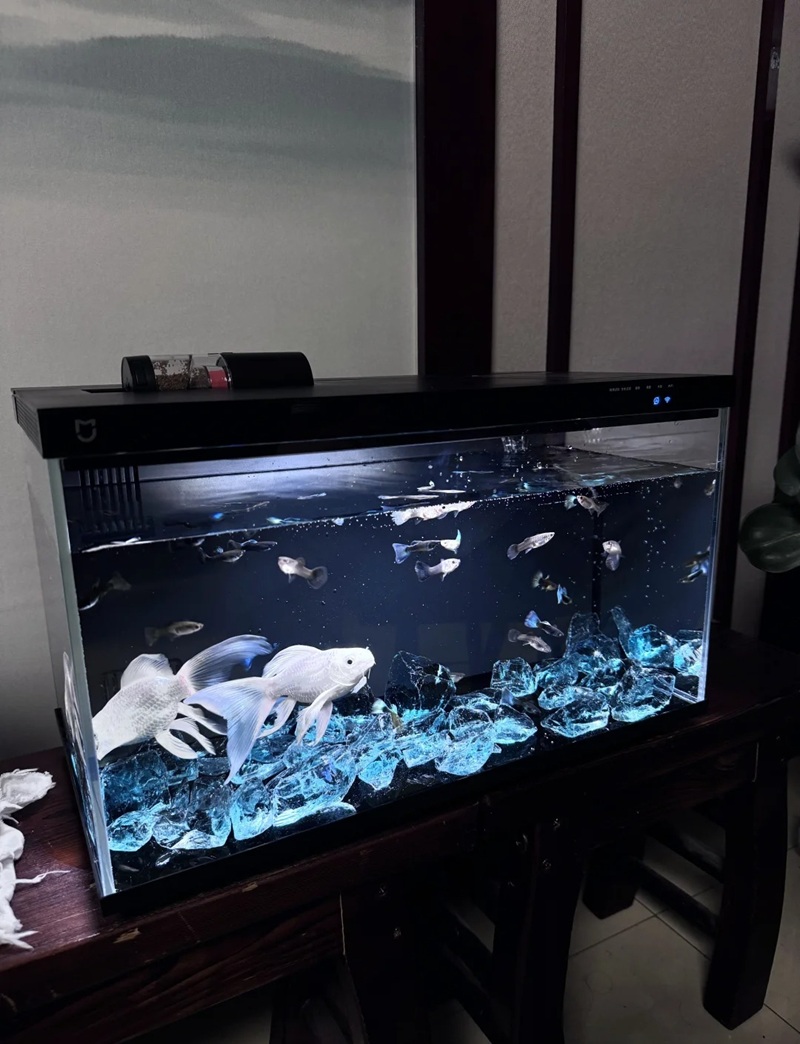 trang trí bể cá 10