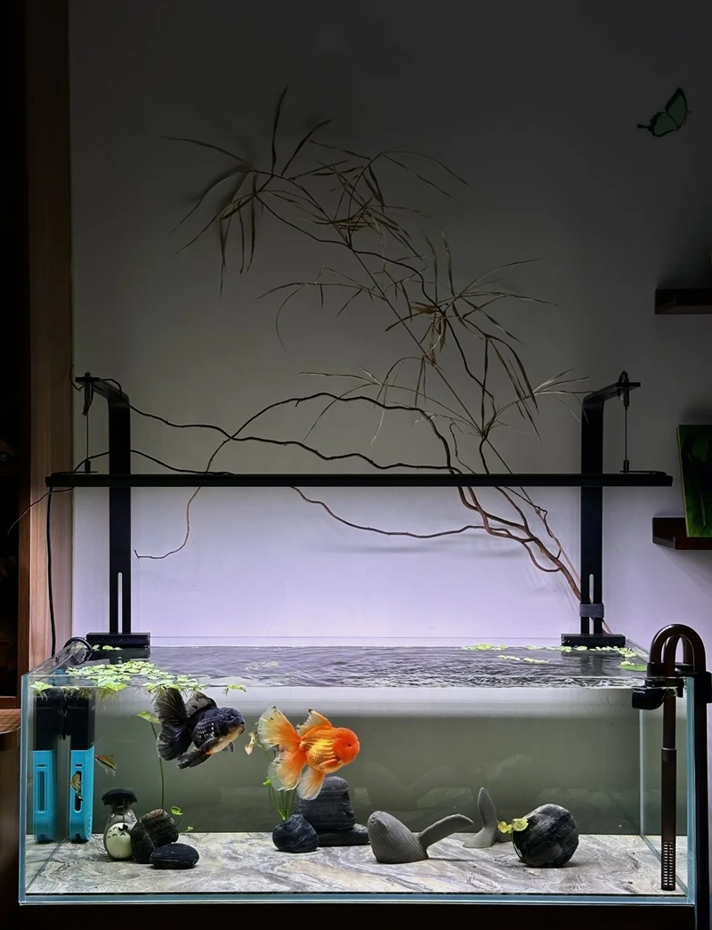 trang trí bể cá 13
