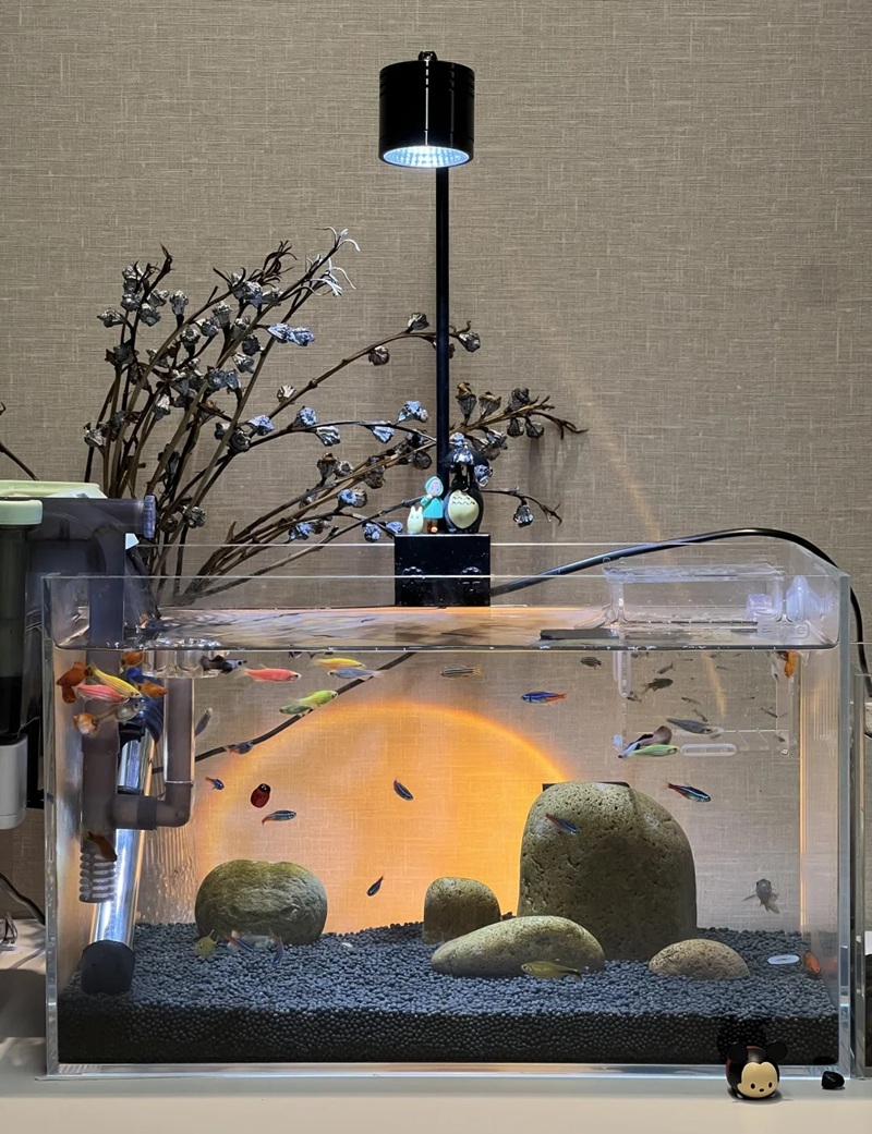 trang trí bể cá 2