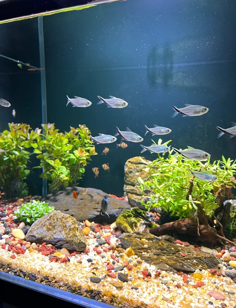 trang trí bể cá 23