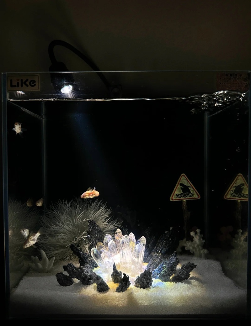 trang trí bể cá 28