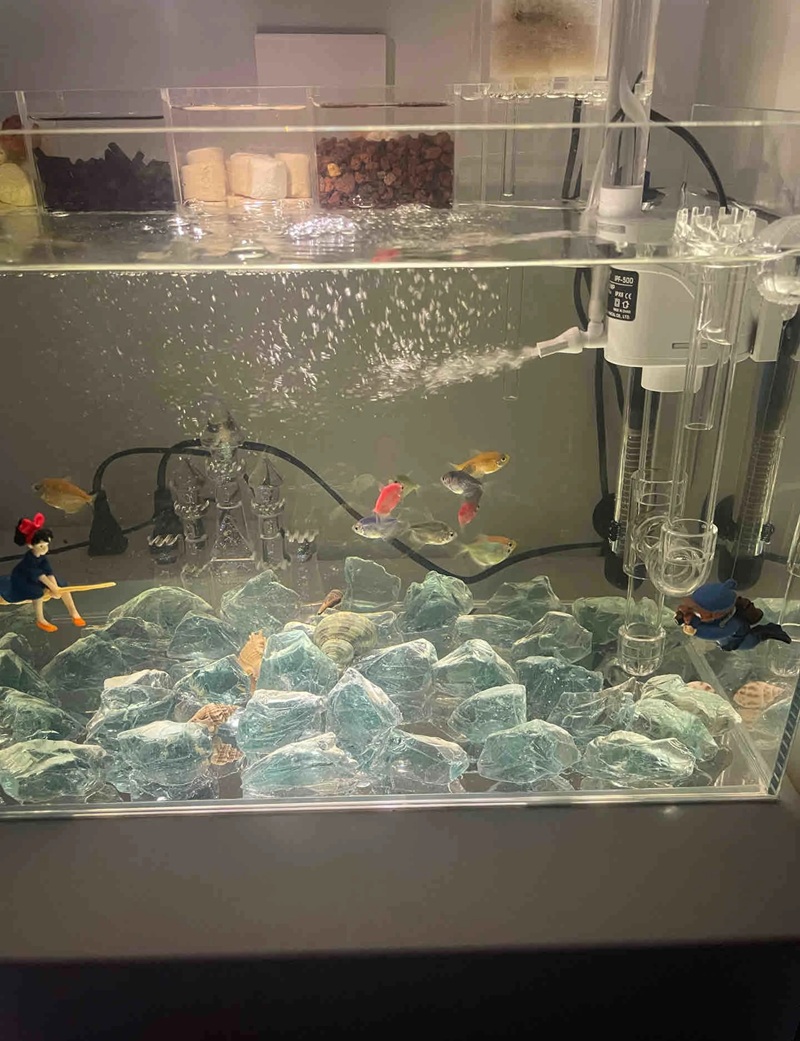 trang trí bể cá 31