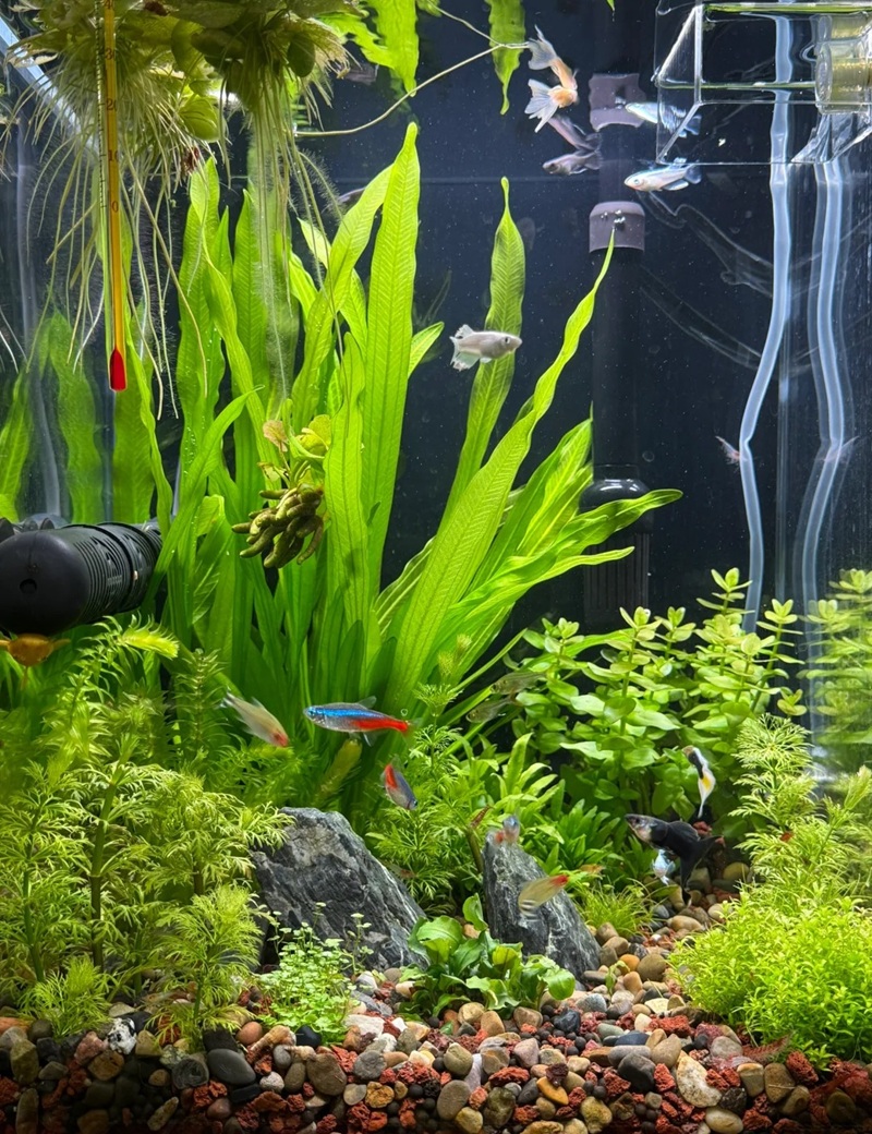 trang trí bể cá 33