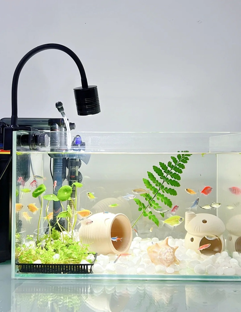 trang trí bể cá 36