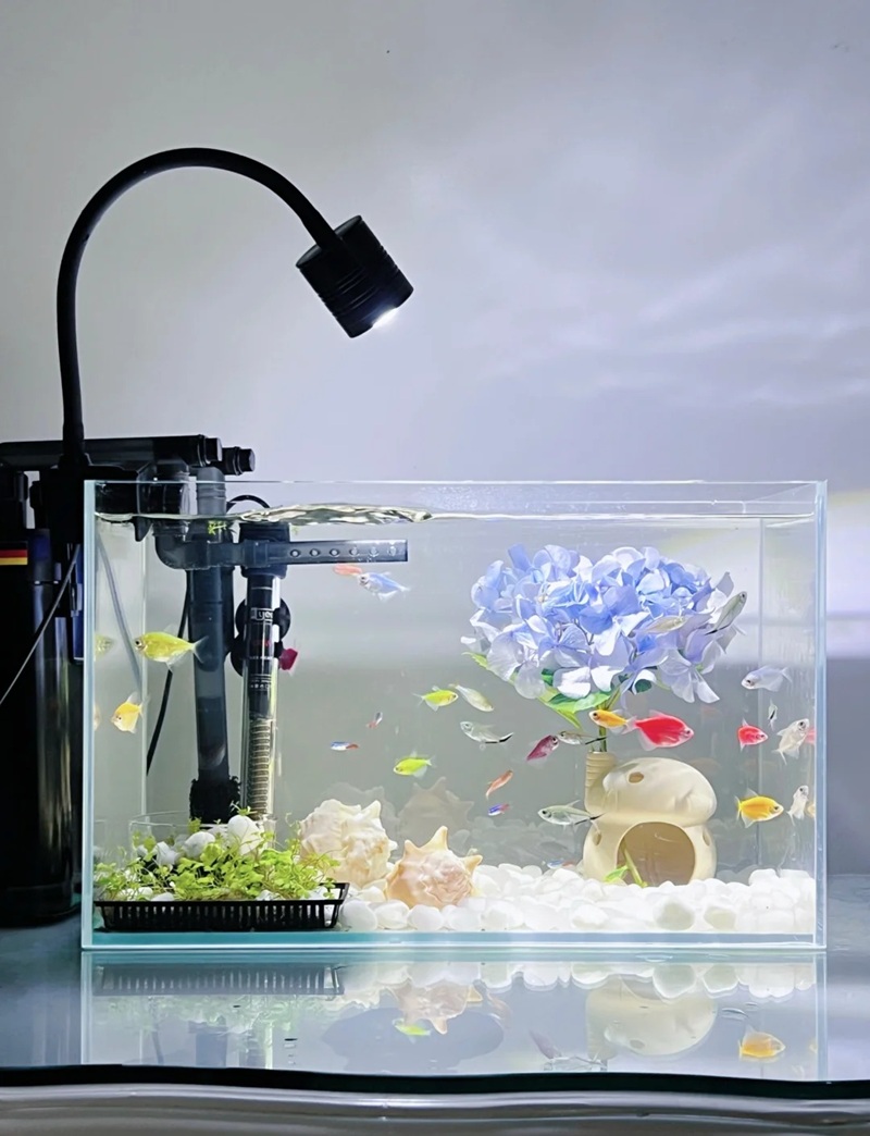 trang trí bể cá 38