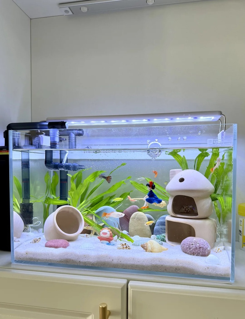 trang trí bể cá 39