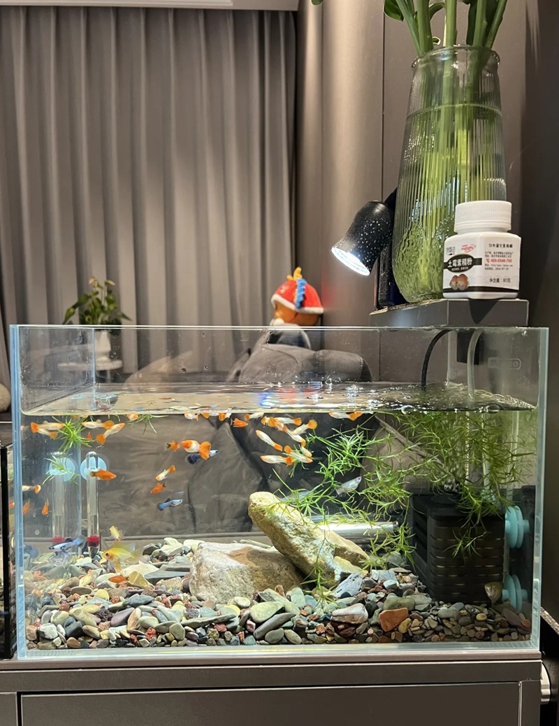 trang trí bể cá 4