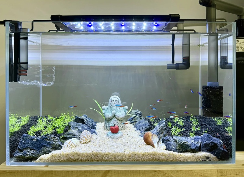 trang trí bể cá 5