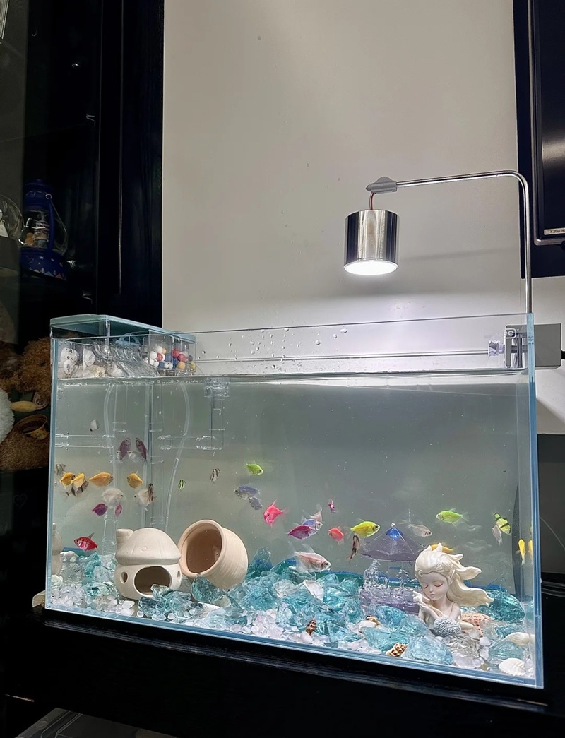 trang trí bể cá 6