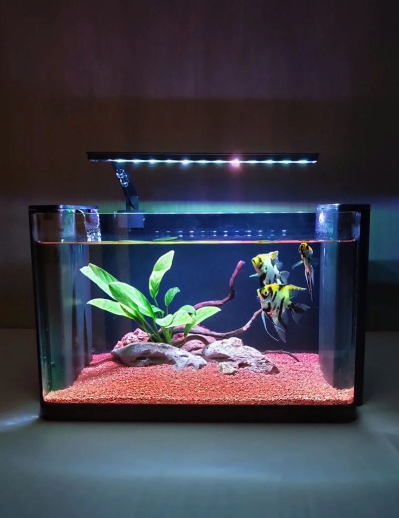 trang trí bể cá 8