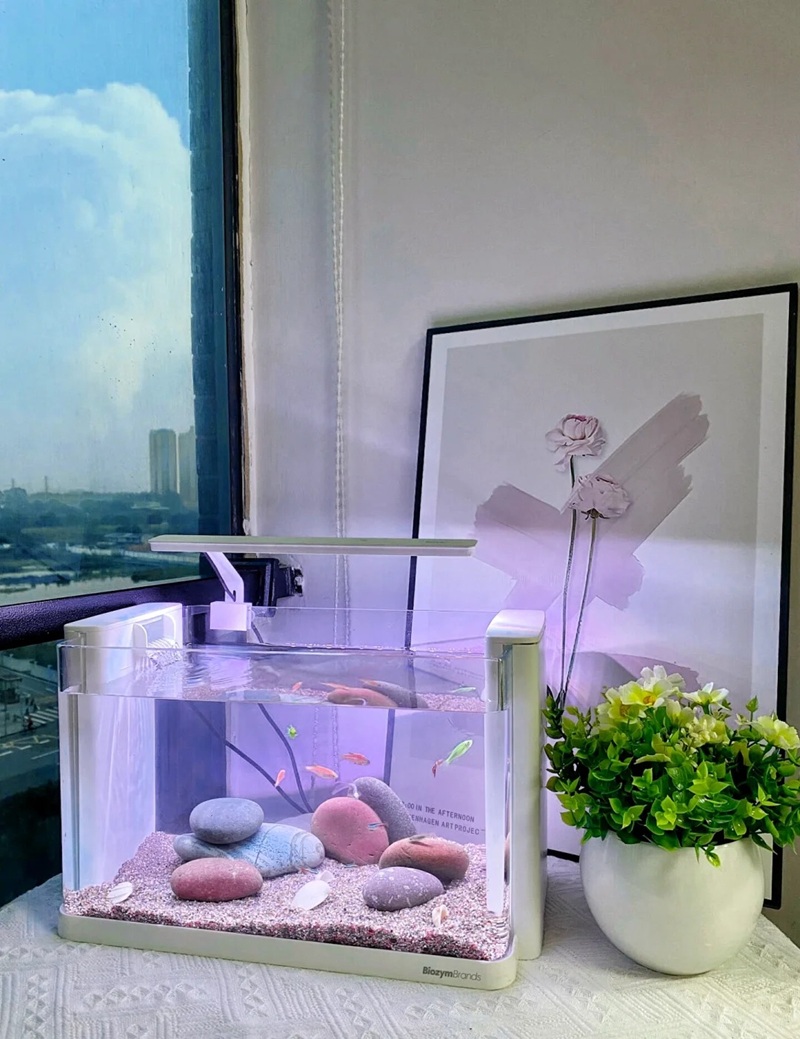 trang trí bể cá 9