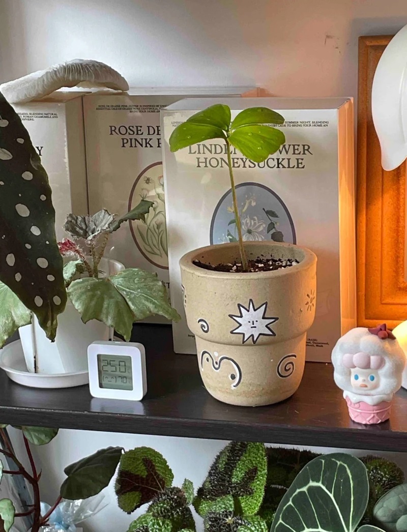 trang trí chậu cây 27