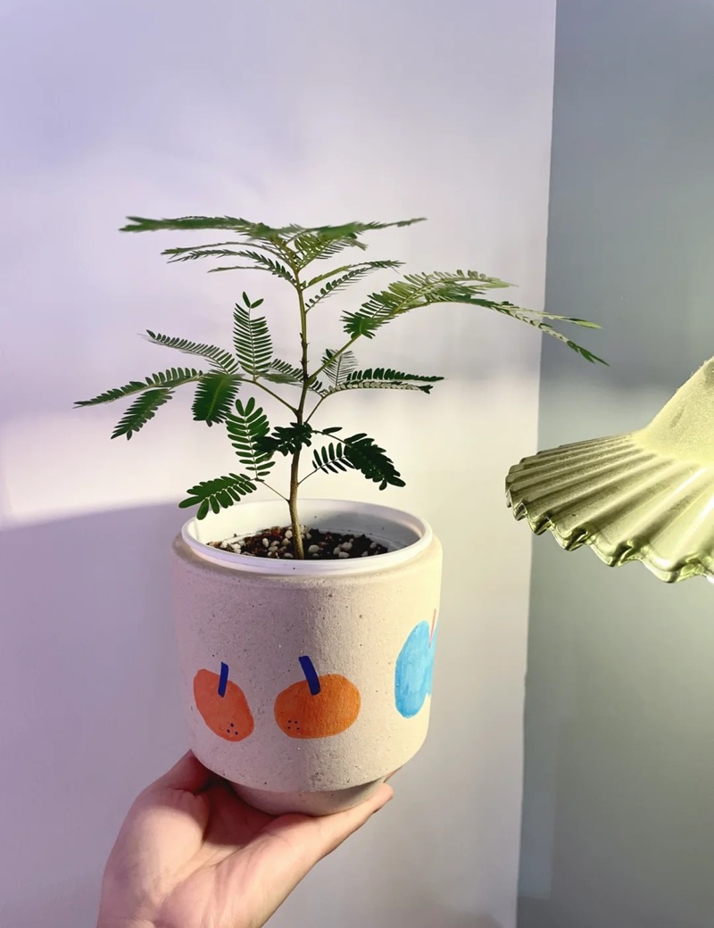 trang trí chậu cây 28