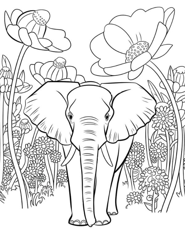 hình ảnh con voi tô màu