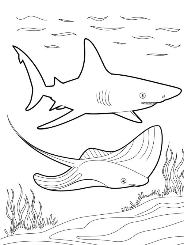 hình con cá mập tô màu​