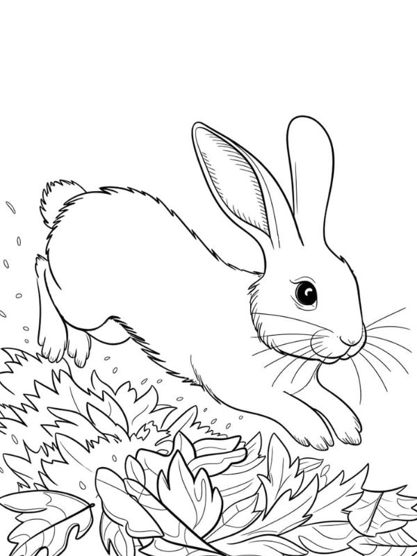 hình con thỏ tô màu