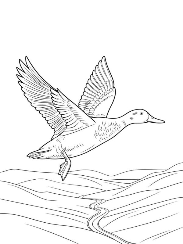 hình con vịt cho bé tô màu