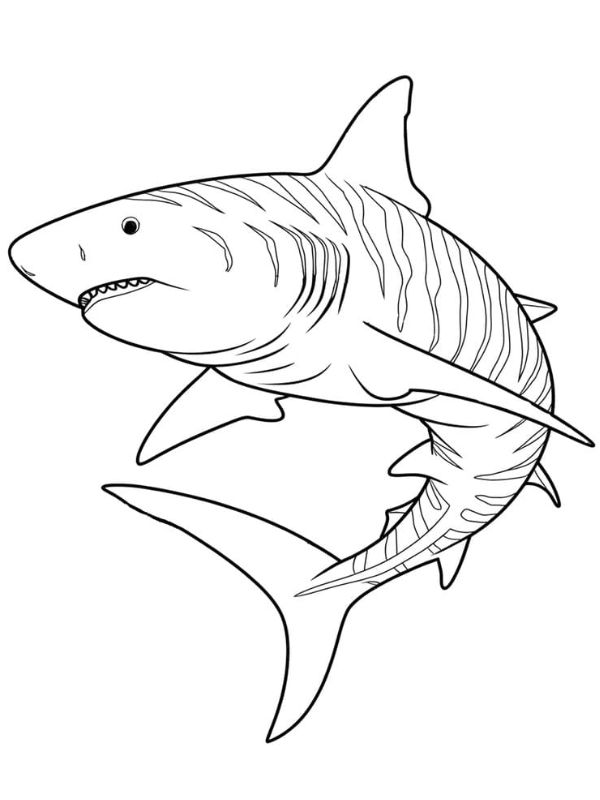 tô màu cá mập 14