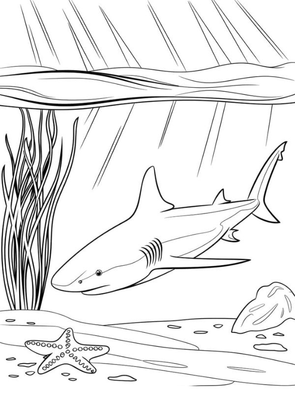 tô màu cá mập 18