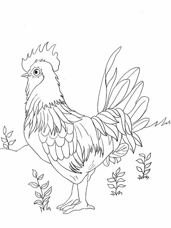 tô màu con gà trống 1