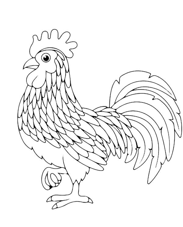 tô màu con gà trống 35