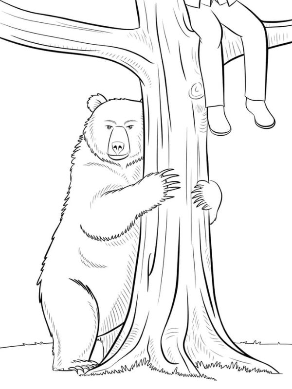 tô màu con gấu 12