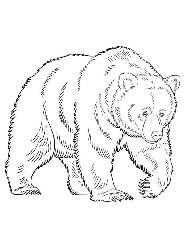 tô màu con gấu 23