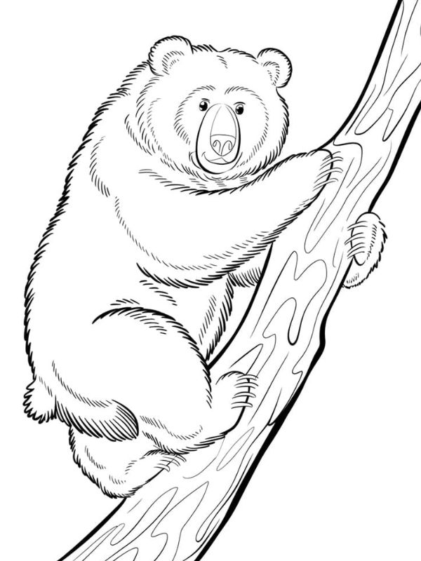 tô màu con gấu 24