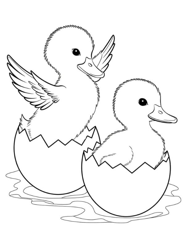 tô màu con vịt 11