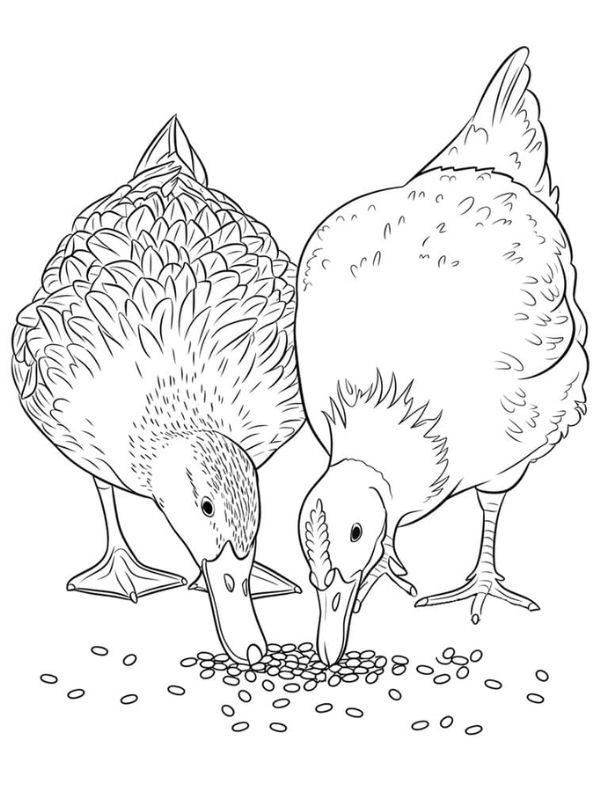 tô màu con vịt 27