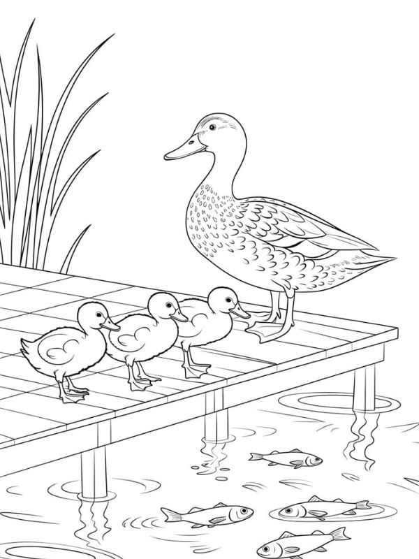 tô màu con vịt 4