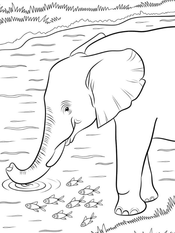 tô màu con voi 20
