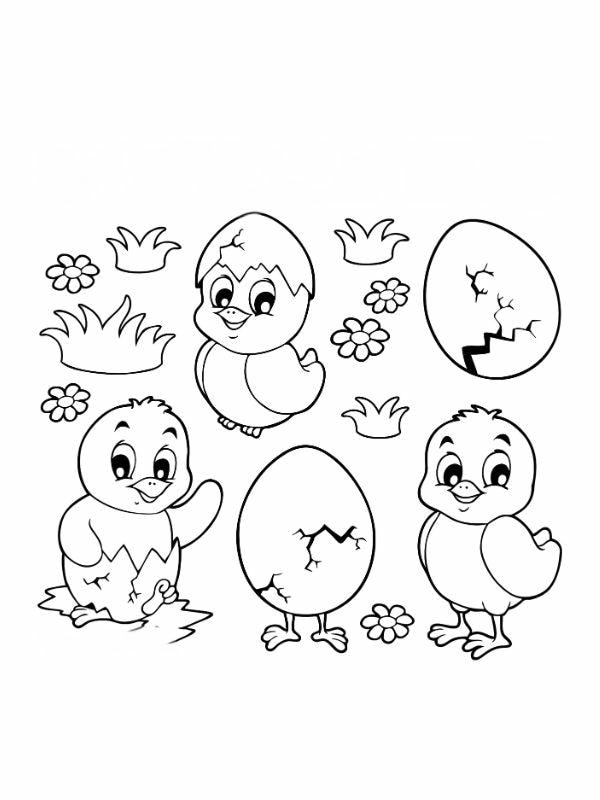 tranh tô màu con gà con 1