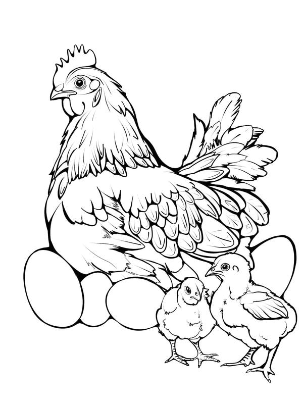 tranh tô màu con gà mái 11