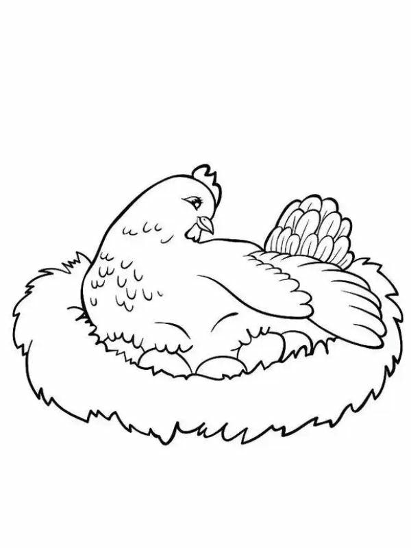 tranh tô màu con gà mái 22