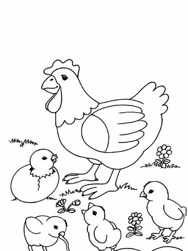 tranh tô màu con gà mái 27