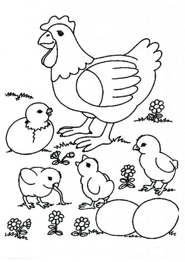 tranh tô màu con gà mái 3