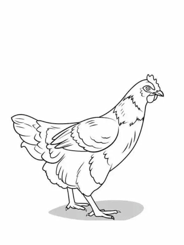 tranh tô màu con gà mái 37