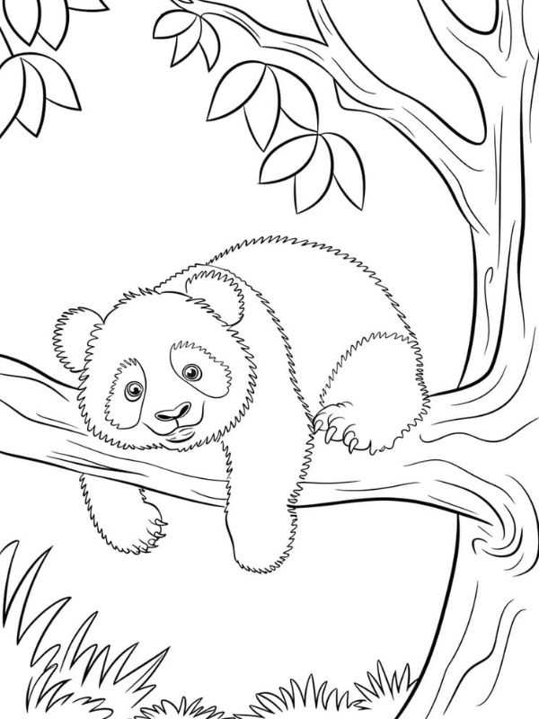 tranh tô màu con gấu trúc