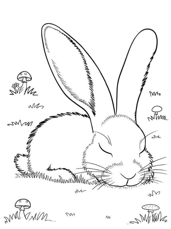 tranh tô màu con thỏ đẹp​