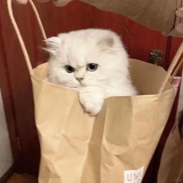 Ảnh mèo giận cute (13)